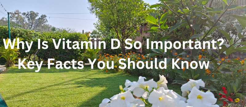 Why Is Vitamin D So Important? Key Facts You Should Know